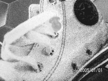 =O [maron a lorigine =]